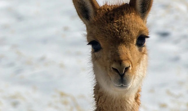 ovinews-vicuña ayacuchana
