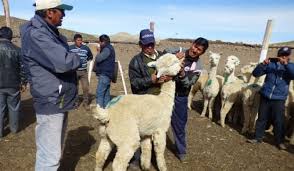 puno