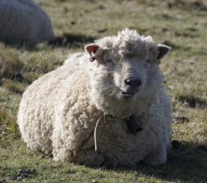ovinews.-merino