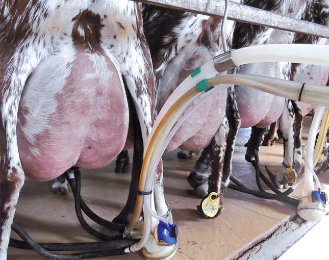 ovinews-leche cabra andalucia