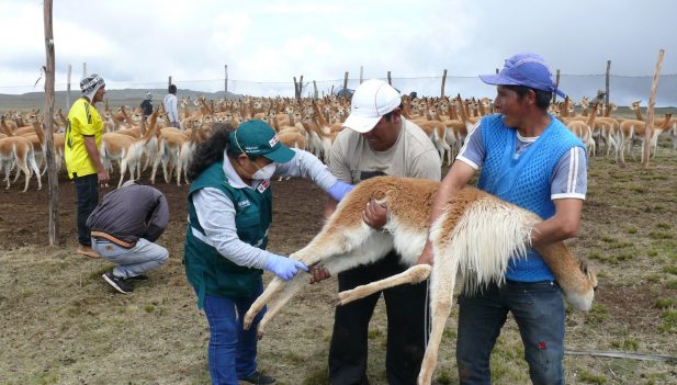 ovinews.ayacucho peru