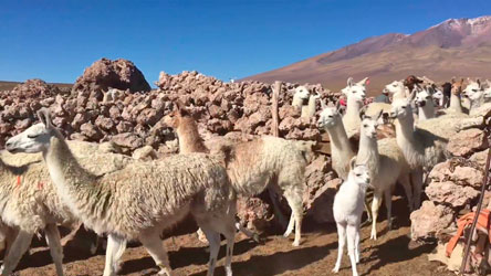 ovinews-llama