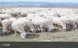 ovinews.-raza aragonesa