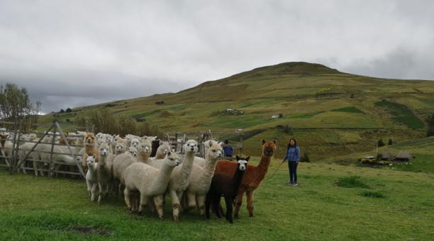 ovinews- alpacas