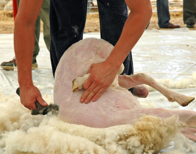 ovinews-sementales merinos