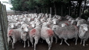 ovinews.-estado sanitario de majadas