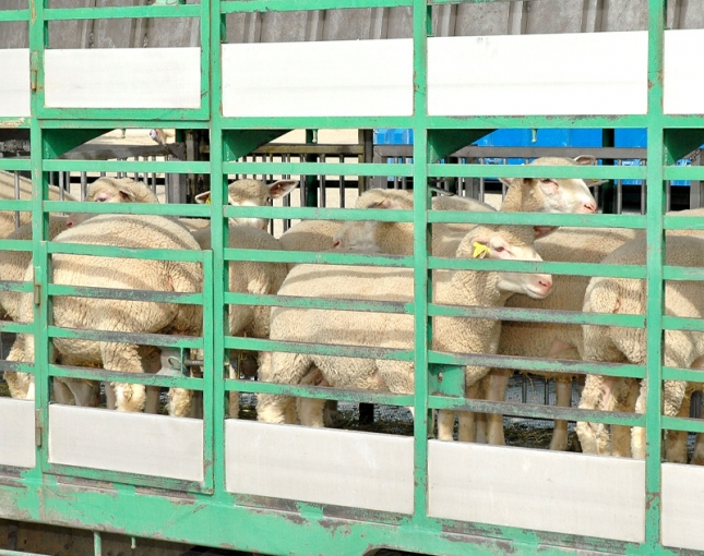 ovinews.-exportacion ovinos vivos