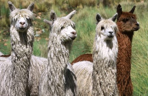 alpacas-pelo-largo