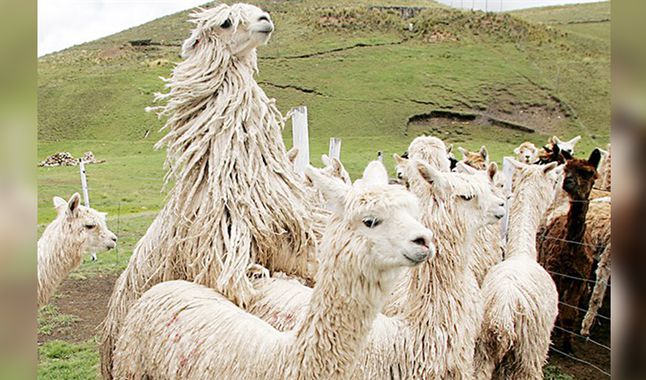 ovinews.elpuno peru