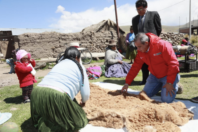 ovinews- puno camelidos
