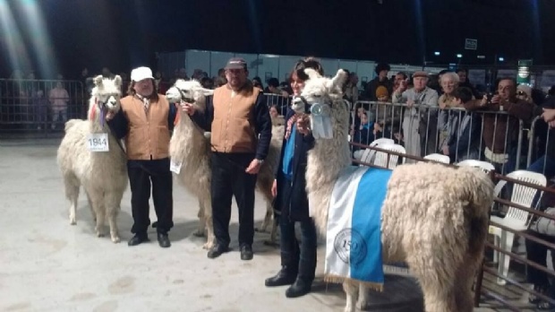 ovinews-llamas catamarqueñas