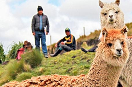 alpacas ecuador