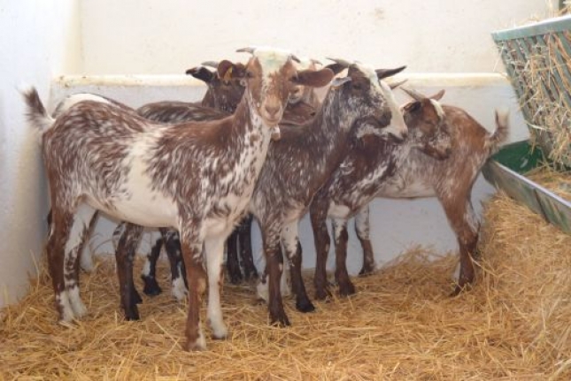 ovinews.-tuberculosis caprino