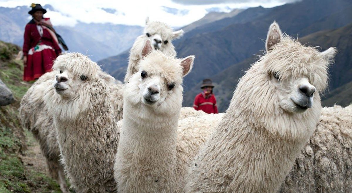 pn-alpaca