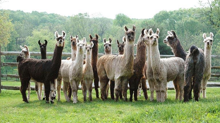 01_llamas_pag_26