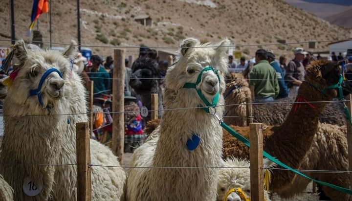 feria de la llama