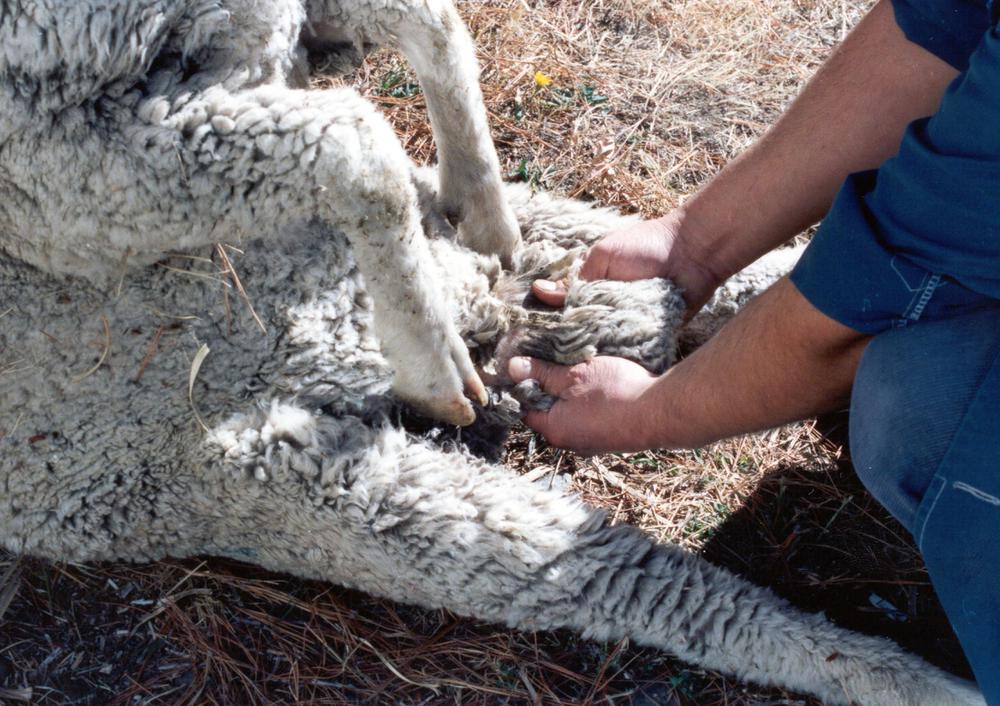 on-la salud de los animales