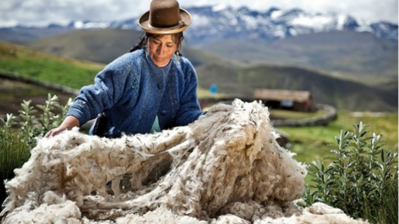 on-productores de alpaca