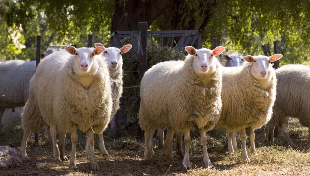 on-desarrollo agrario