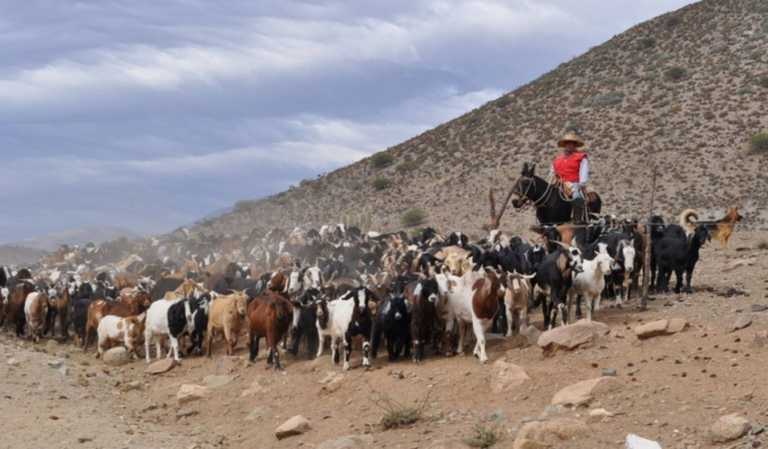 on-evento canela cabras