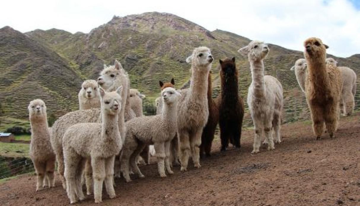 ovinews-alpaca3