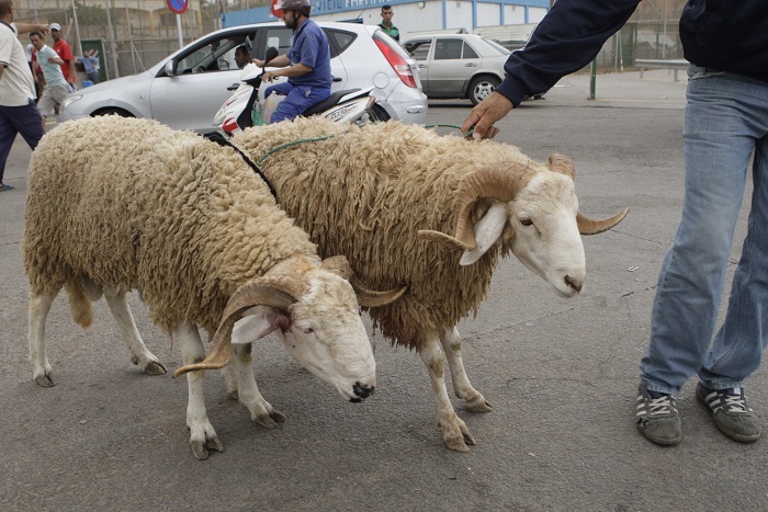 ovinews.-marruecos
