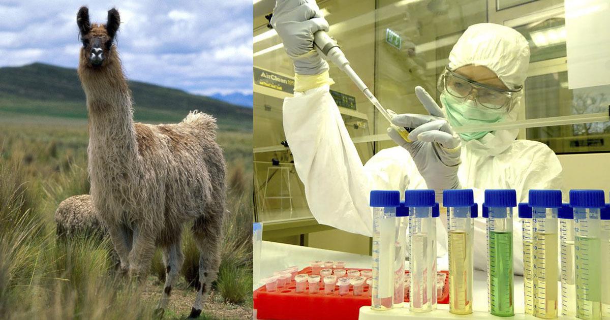 on-coronavirus peru llama peruana