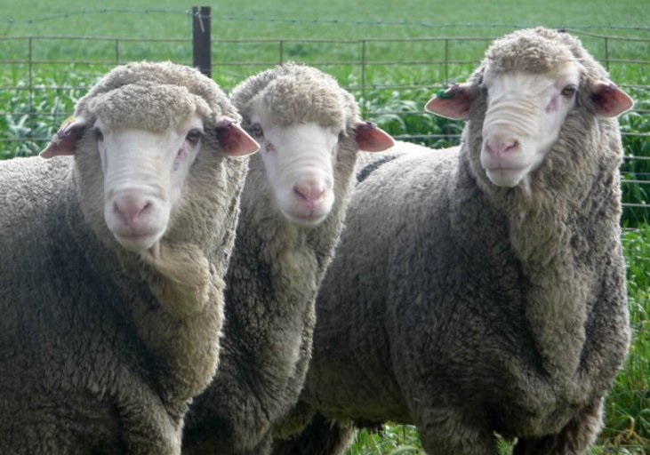 merino