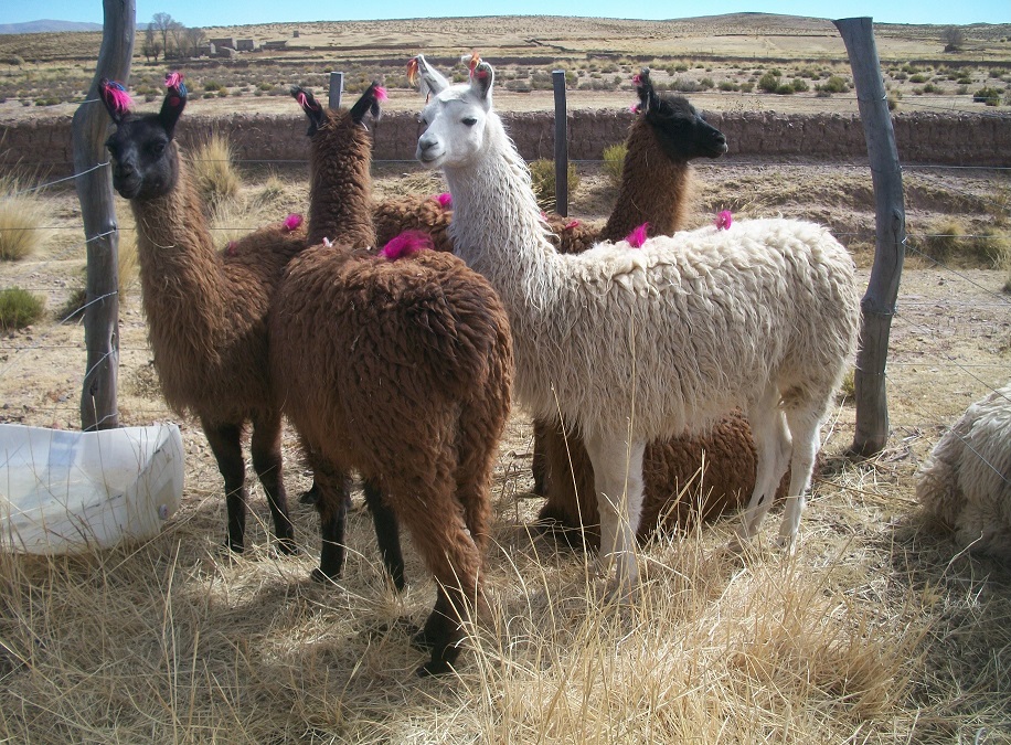 ovinews.-cangrejillos